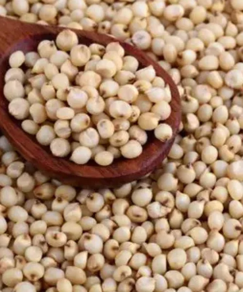 Sorghum